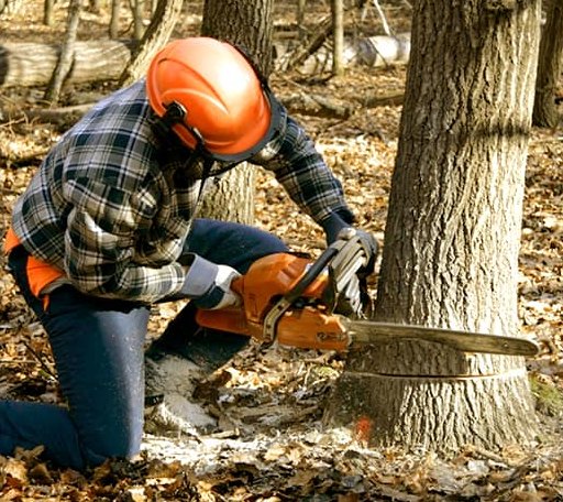 Tree Removal in Idlewild, MI